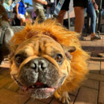 Dog Costume Contest Downtown Sarasota, Dot-A-Ween, Oct, 26, 2024 at the Sarasota Farmer's Market